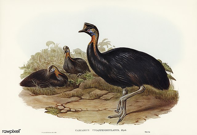One-carunculated Cassowary (Casuarius uniappendiculatus). Birds of Australia 