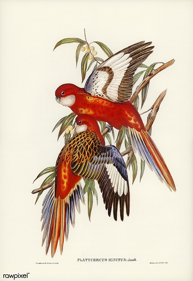 Fiery Parakeet (Platycercus ignitus) Birds of Australia