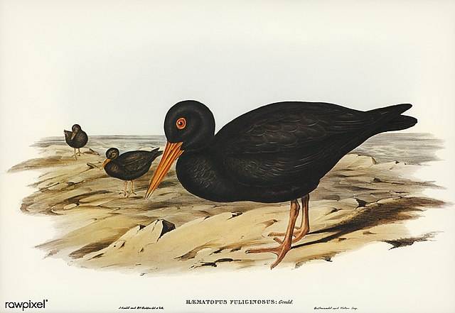 Sooty Oyster-Catcher (Haematopus fuliginosus). Birds of Australia